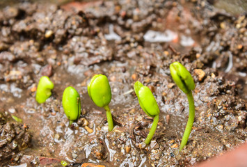 Step of growing tamarind sprout.