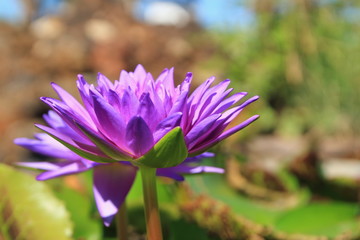 Fototapeta premium Violet lotus