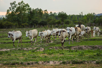 Cow grazing