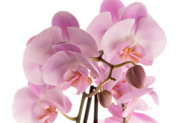 Naklejka na ściany i meble Beautiful pink orchid