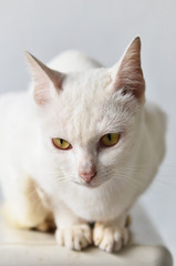 White cat