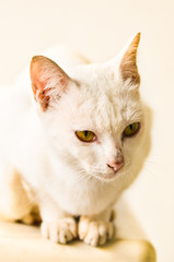 White cat
