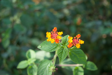 Lantana camara