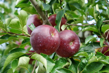 りんご（秋映え）