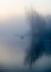 Obraz na płótnie Canvas Swan on lake in romantic setting shrouded in morning haze