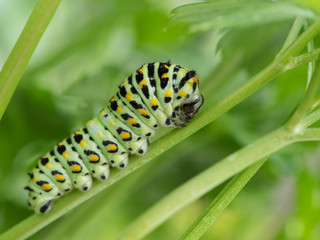 キアゲハの４齢幼虫