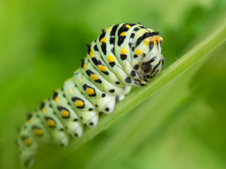 黄揚羽の４齢幼虫