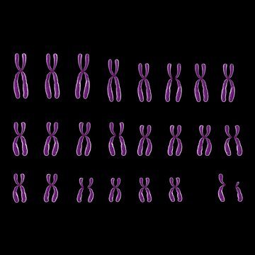 Human chromosome