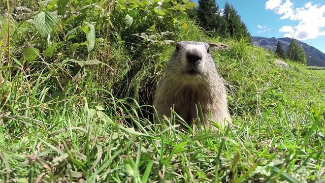marmotta golosa