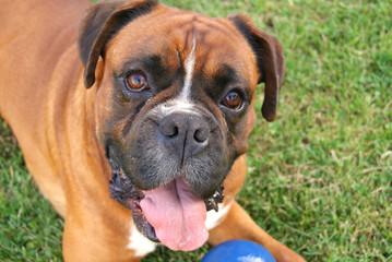 Boxer e palla