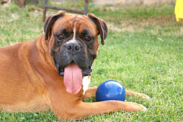Boxer e palla
