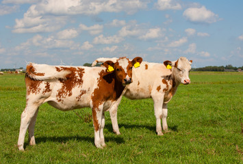 Fototapeta na wymiar Dutch calves
