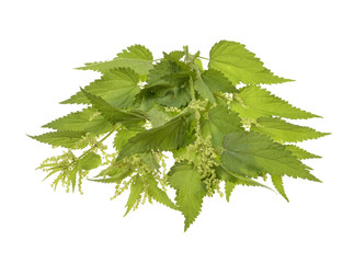 Big nettle herb plant isolated on white background