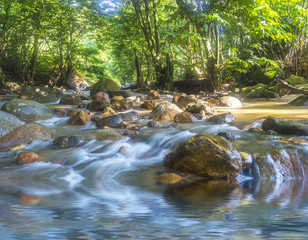 Mountain River in the wood