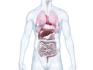 Innere Organe: anatomische 3D-Illustration