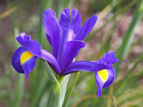 Iris  flower of the Blue Magic variety