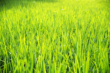 Obraz premium Hierba