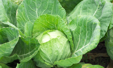 cabbage in the garden