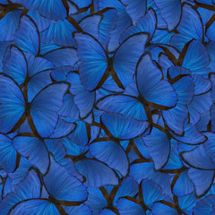 seamless background from blue morpho