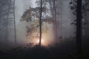 mysterious light in a dark enchanted forest