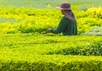 Gardener pruning an hedge.