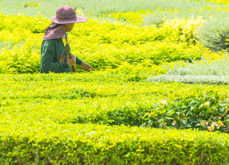 Gardener pruning an hedge.