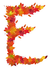 letter E from bright autumn leaves