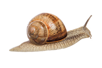large brown snail on white