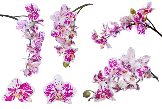 set of isolated orchid flowers with large pink spots