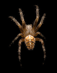 large spider isolated on black