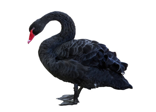 black swan isolated on white