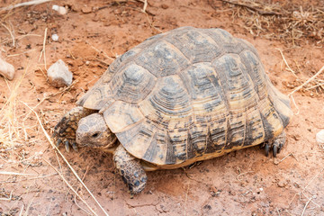 Turtle on the ground