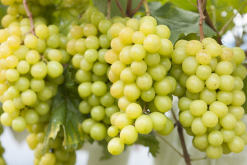 ブドウ畑　シャインマスカット