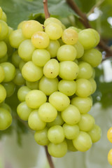 ブドウ畑　シャインマスカット