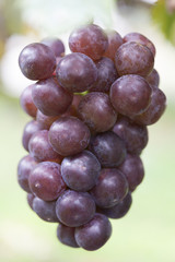 ブドウ畑　ピオーネ