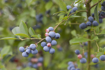 ブルーベリー畑