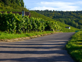 Weinanbau