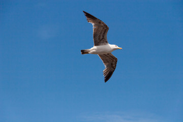 Sea gull in the sky