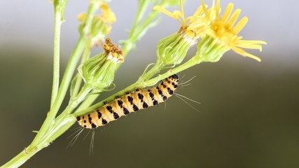 Caterpillar