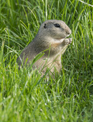 Naklejka na ściany i meble ground squirrel on a meadow
