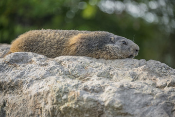 marmot resting on a stone