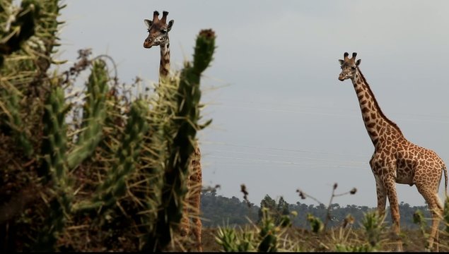 Giraffes At A Game Park In Kenya Africa