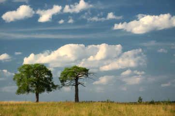 Fototapeta premium Beautiful Landscape with a Tree
