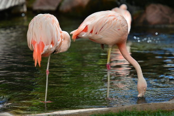Flamingo in a pool in America.