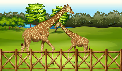 Giraffes in the forest © blueringmedia