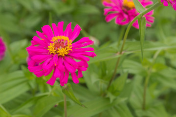 Fototapeta premium Zinia