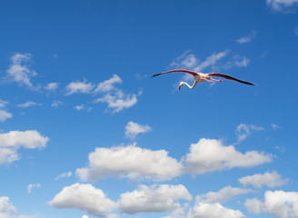 flamingo flying in a blue sky
