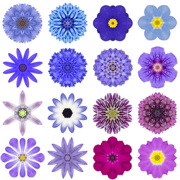 Fototapeta Collection Various Blue Concentric Flowers Isolated on White