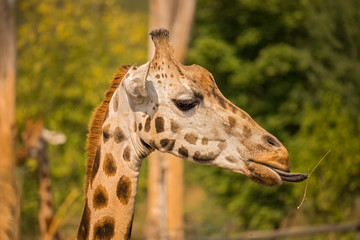 Obraz premium Closeup of a giraffe eating grass