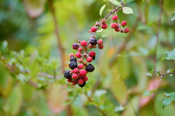 Blackberries on bush